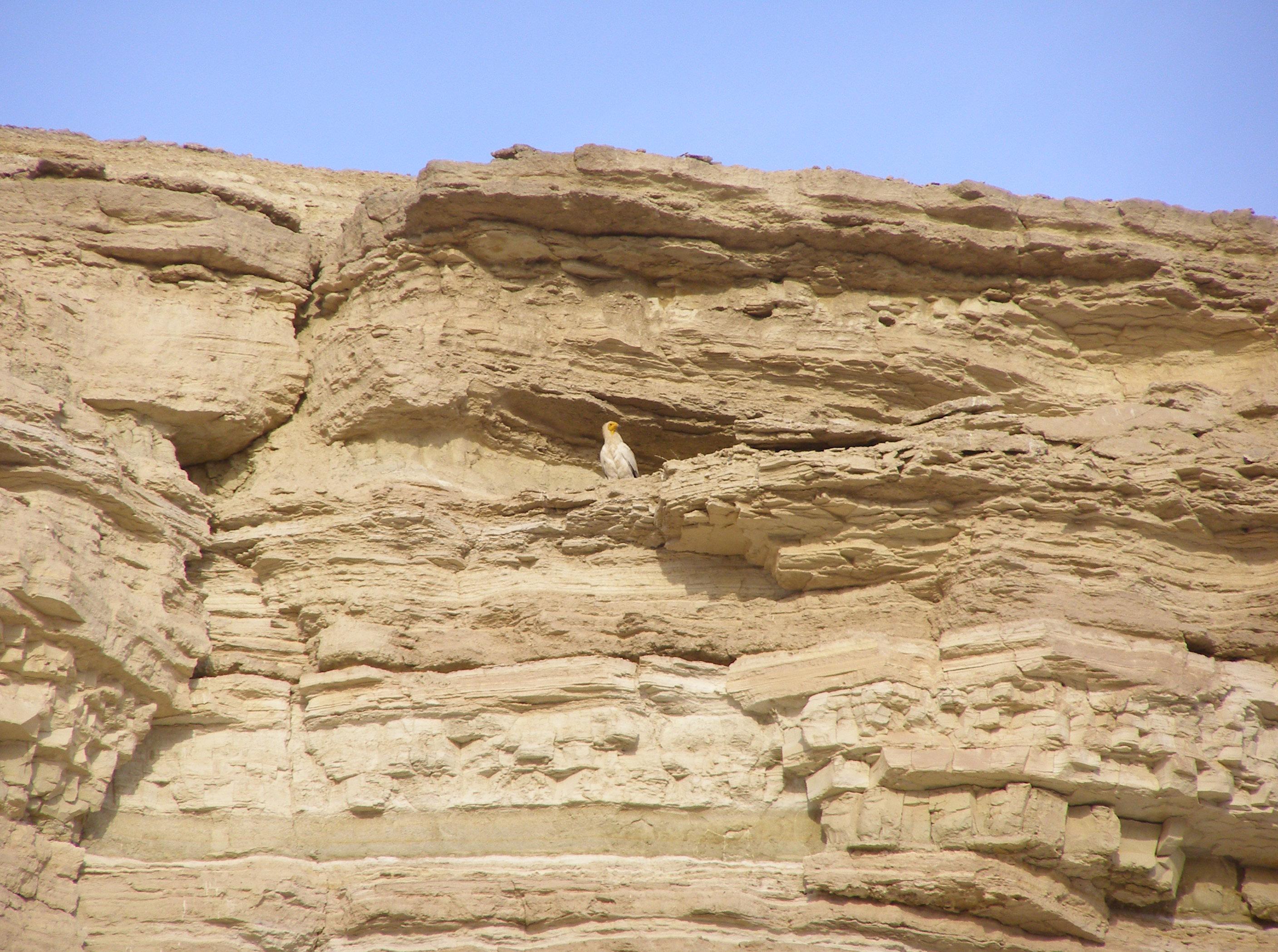 An Egyptian vulture on a cliff of the Gaplangyr plateau – © A. Amanov