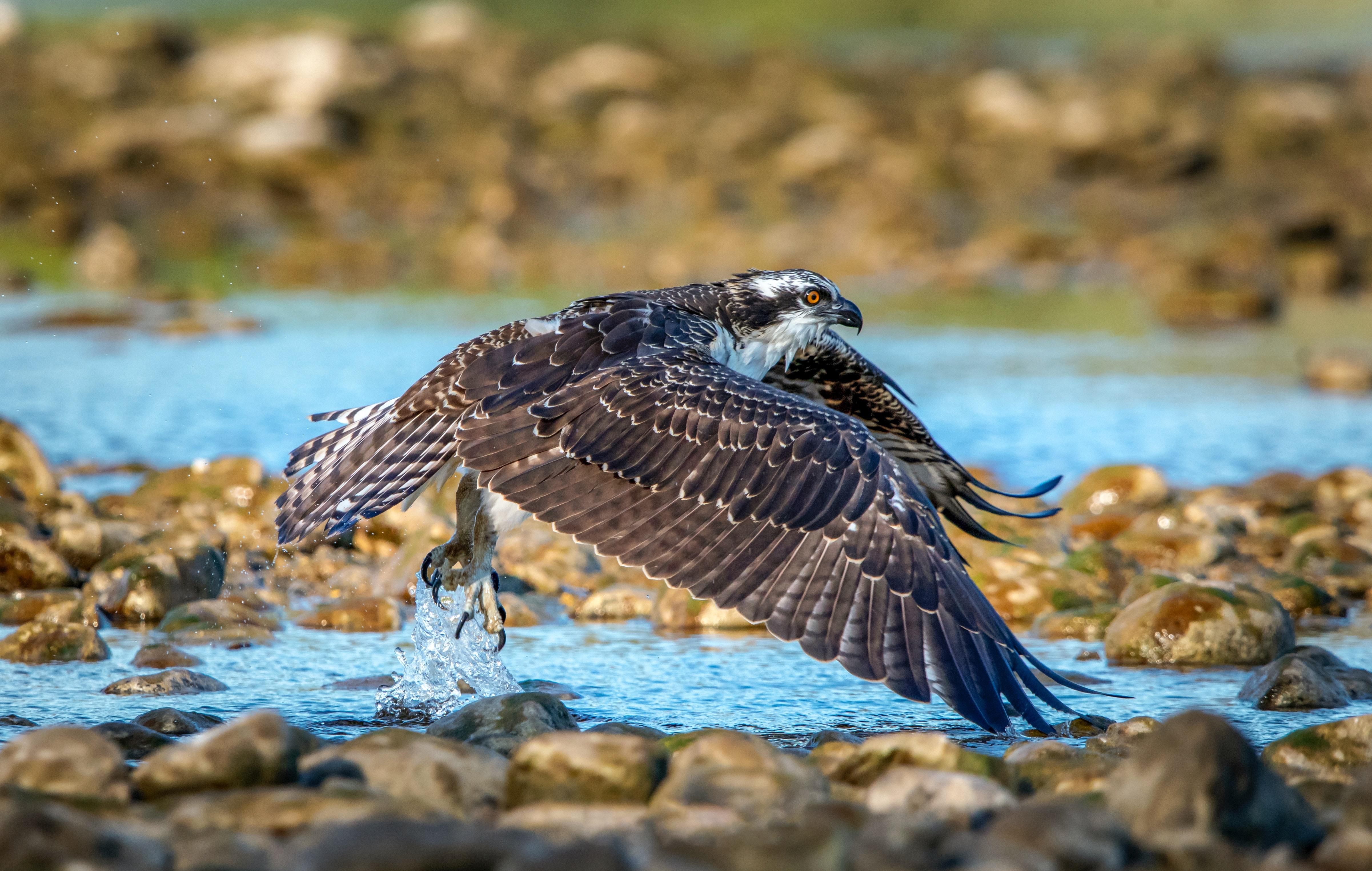 Eagle hunting © Frank Cone / Pexels