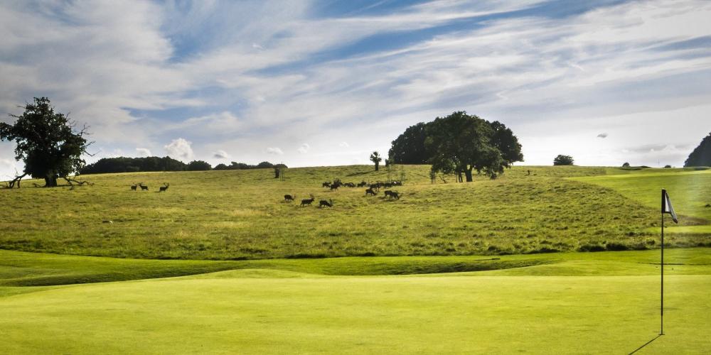 Play a game of golf while the red and fallow deer graze only a few feet away. – © Sune Magyar / Parforcejagtlandskabet i Nordsjælland