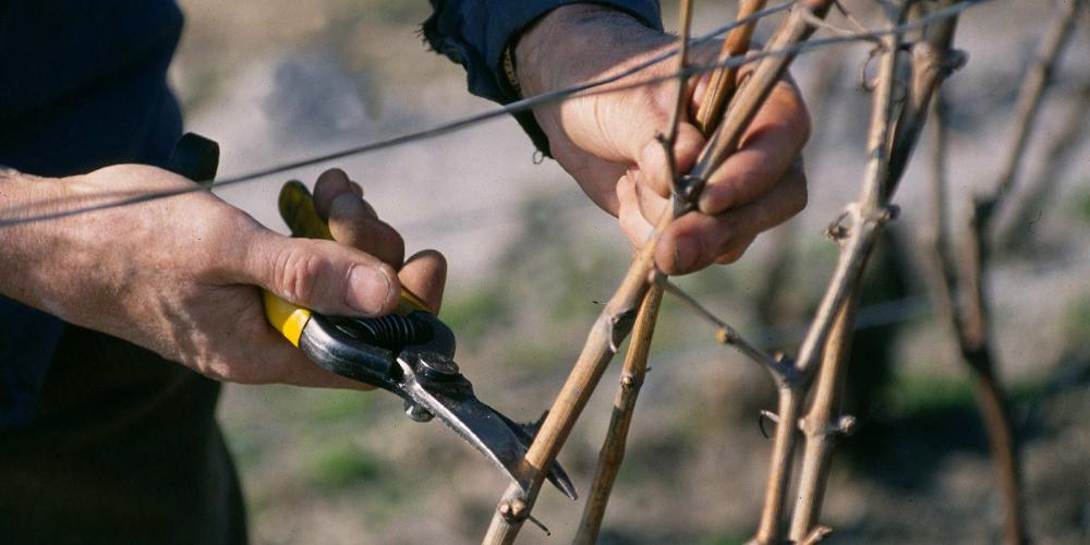 Vine cultivation is both a science and an art. – © Michel Jolyot Vine cultivation is both a science and an art. – © Michel Jolyot