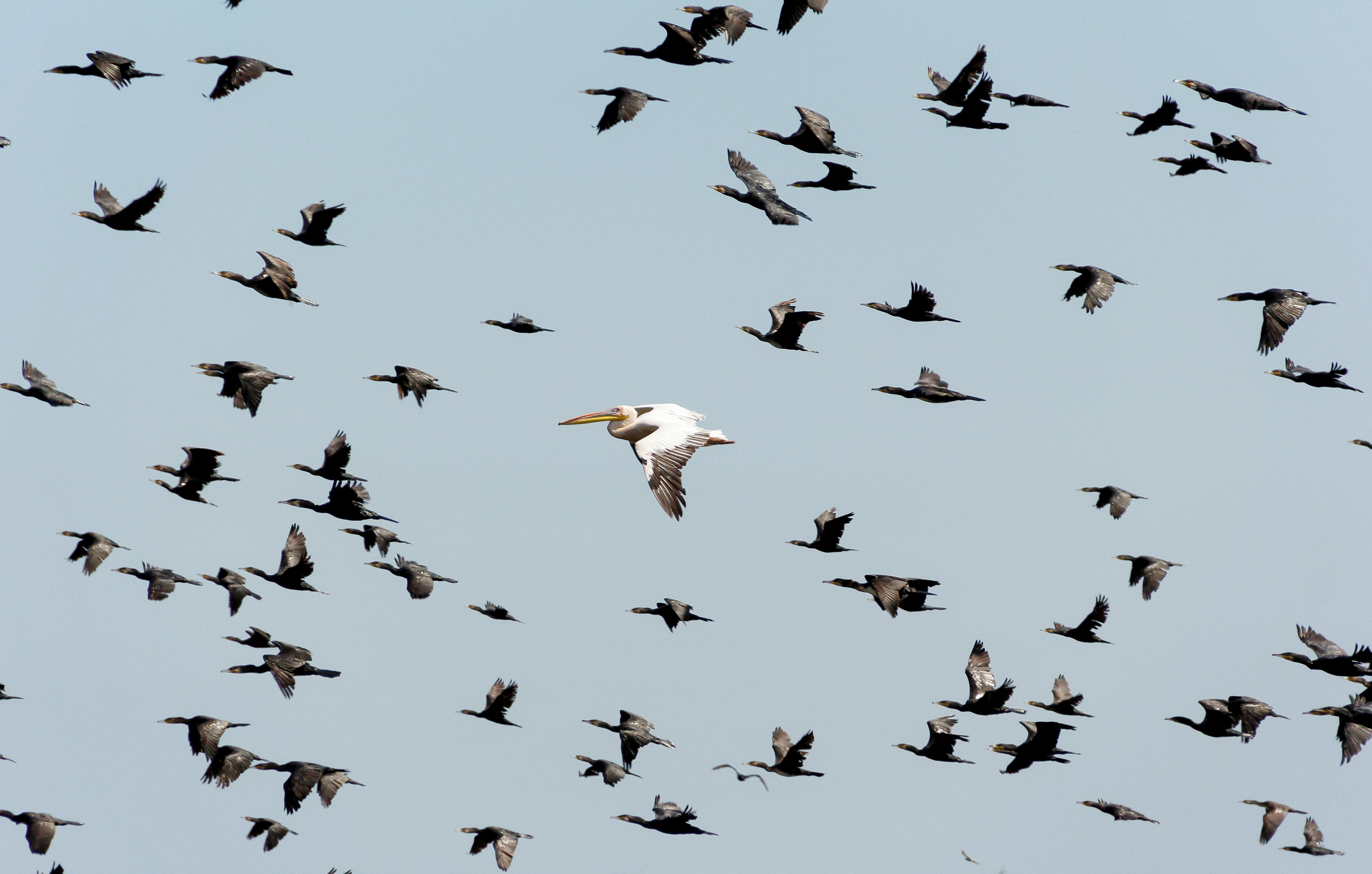 Migrating birds flying in Kyrgyzstan © Dan Cristian Pădureț / Pexels
