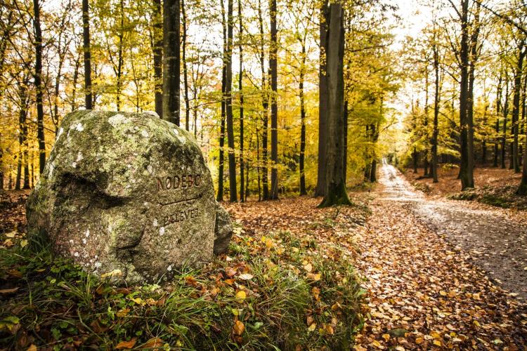 Visitors easily explore the Gribskov Forest by following the clearly marked stones  placed at junctions. – © Sune Magyar / Parforcejagtlandskabet i Nordsjælland