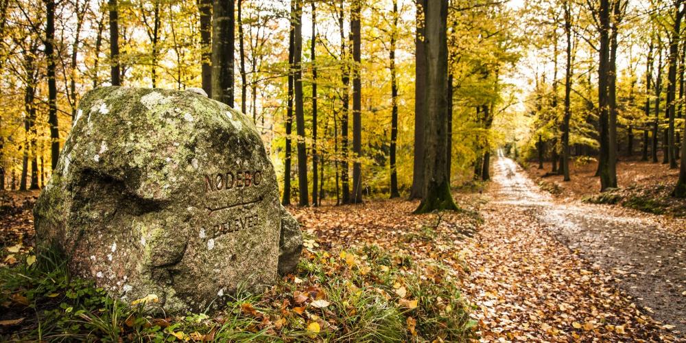 Les visiteurs peuvent facilement se promener dans la forêt de Gribskov en suivant les pierres marquées aux différents croisements. – © Sune Magyar / Parforcejagtlandskabet i Nordsjælland