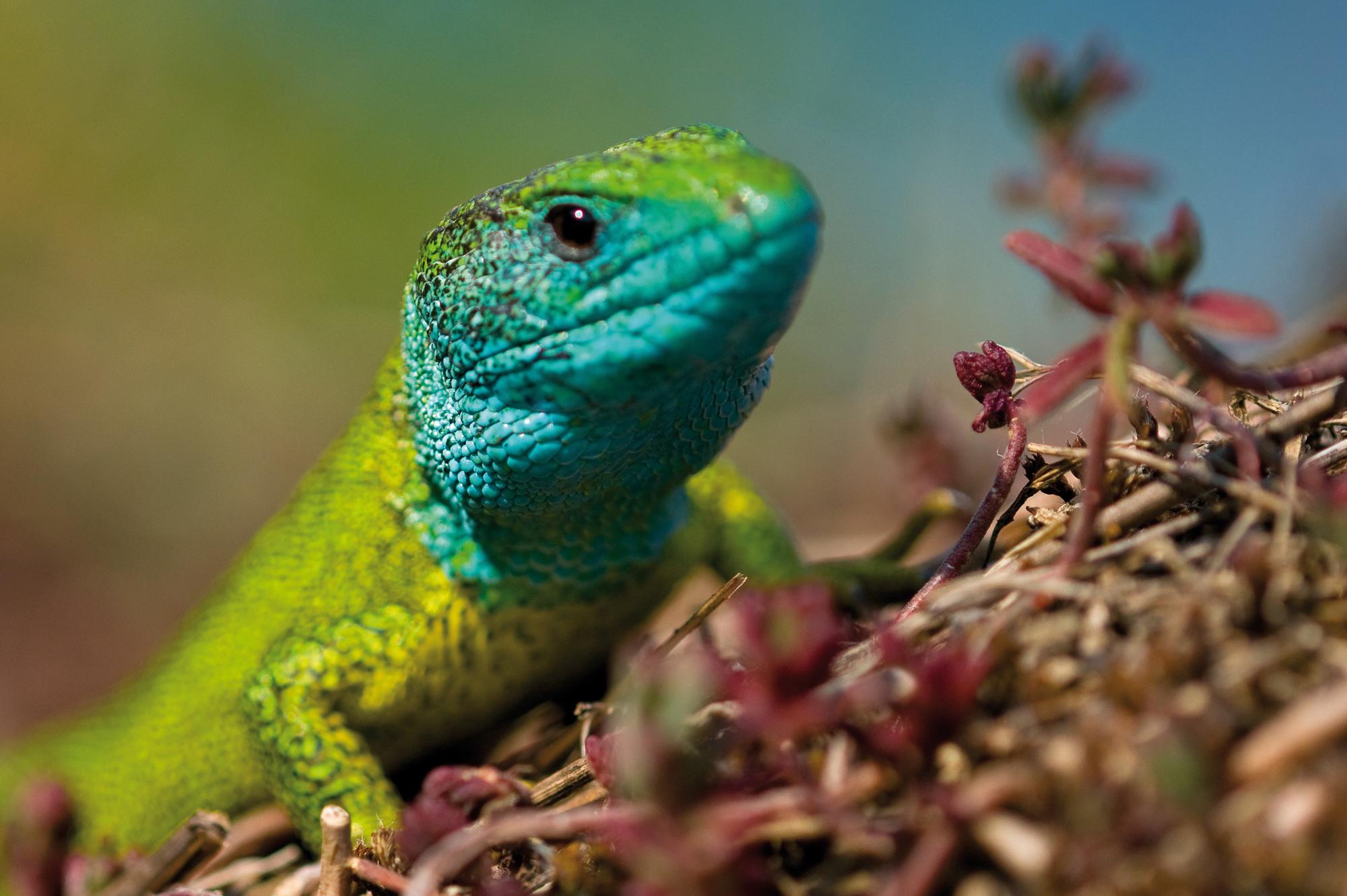 The winegrowing landscape is also home to a number of otherwise endangered species, such as the smaragd lizard. – © Markus Haslinger