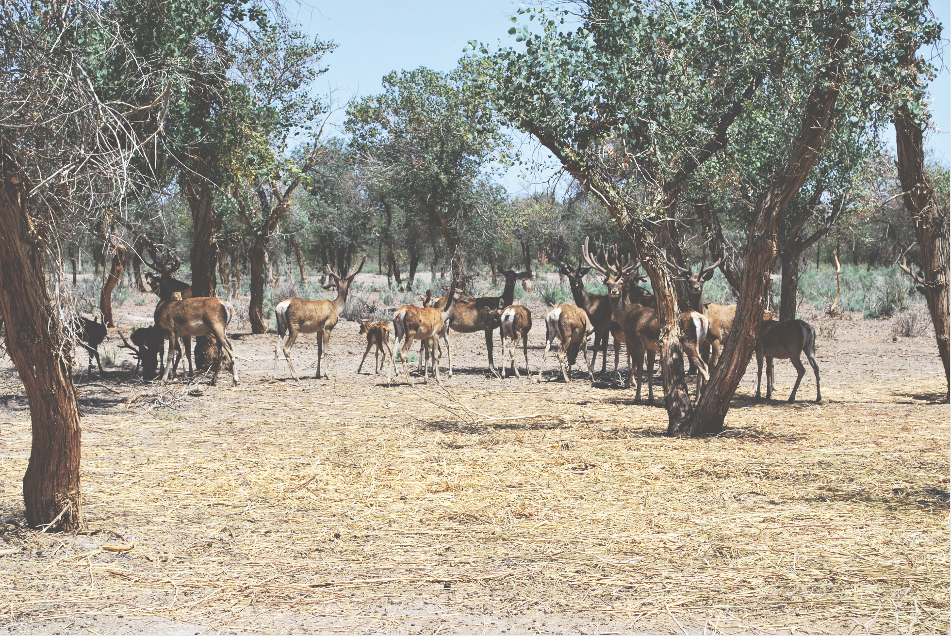 A herd of Bukhara deer gather / © Muhayyo Makhmudova