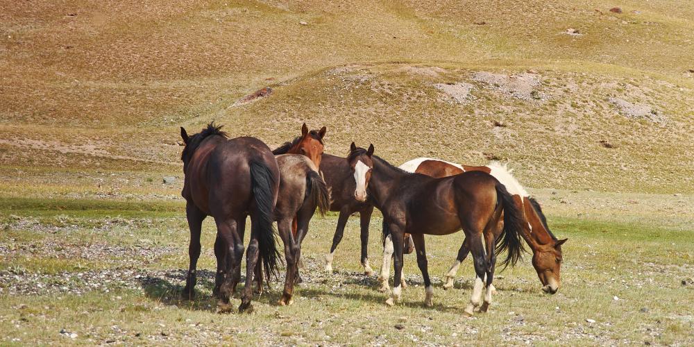 Grazing horses, Alay Valley of Osh Region, Kyrgyzstan – © Fanfo / Shutterstock