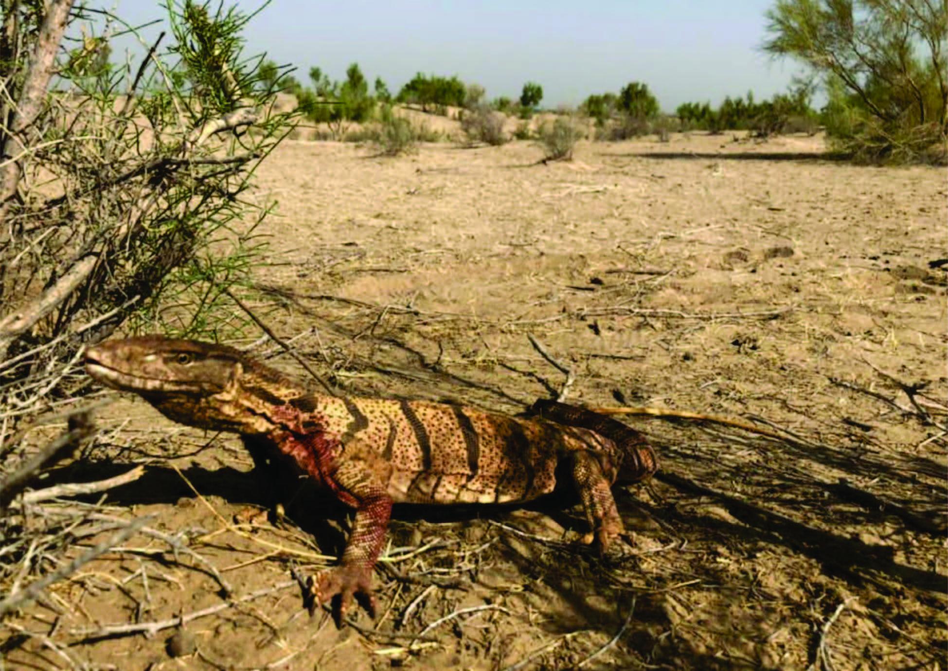 A desert monitor, one of the species you'll find in the nature reserve – © A. Bragin