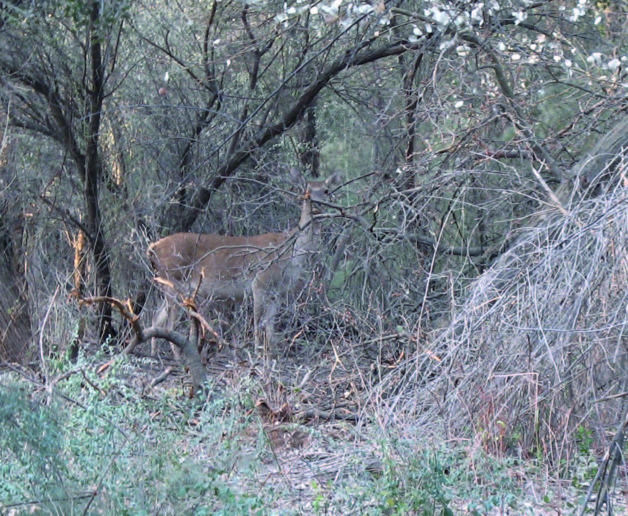 A Bactrian deer hidden amongst the trees – © A. Butorin