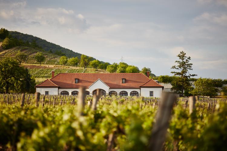 Patricius Winery is a 100% family-owned winery, 85 hectares, 8 first class vineyards: it is a great choice even on a cloudy day! One is for sure, they have a lot of wine to drink!