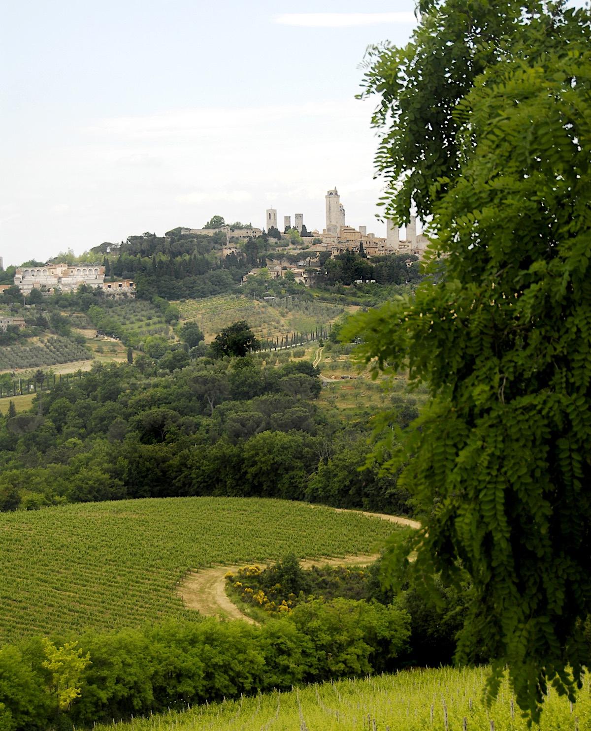 The earliest recorded mentions of Vernaccia di San Gimignano date back to the 13th century – © Consorzio Del Vino Vernaccia Di San Gimignano