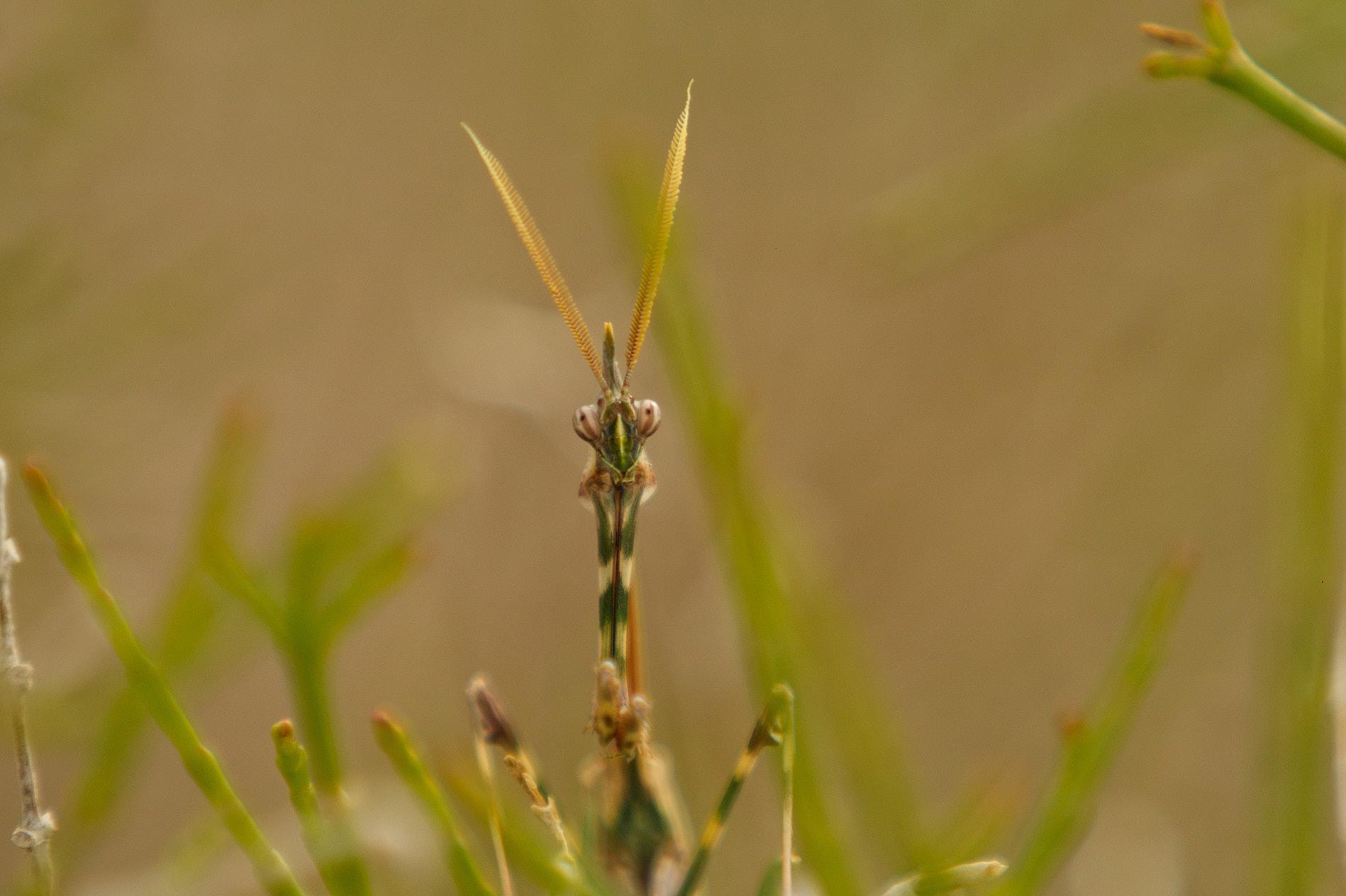 Mimicry of Mantis in Saltworth vegetation – © O. Kugaev