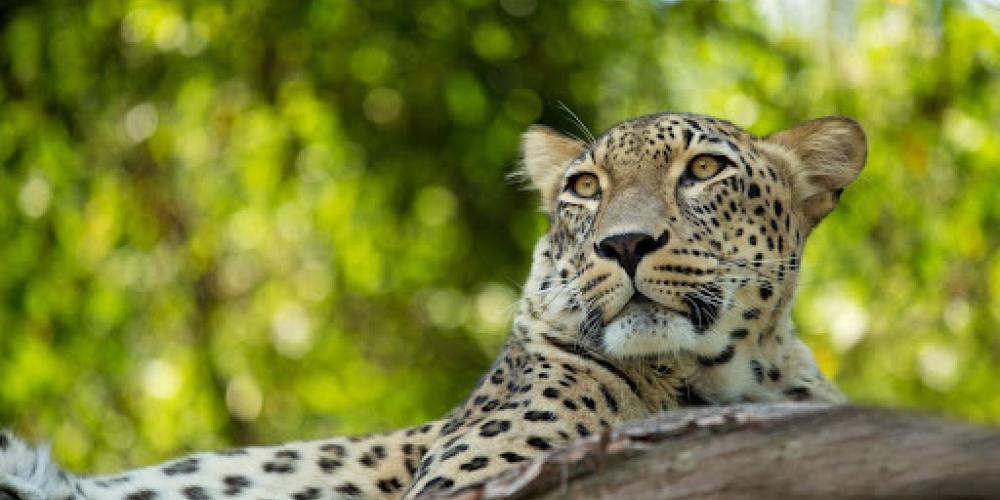Persian leopard resting at the sunset in Caspian Hyrcanian Rainforest. This Caucasian leopard lies on a tree branch in the wilderness along the Alborz mountain chain. Central Asian leopard, Panthera pardus tulliana – © Felineus / Shutterstock Persian leopard resting at the sunset in Caspian Hyrcanian Rainforest. This Caucasian leopard lies on a tree branch in the wilderness along the Alborz mountain chain. Central Asian leopard, Panthera pardus tulliana – © Felineus / Shutterstock