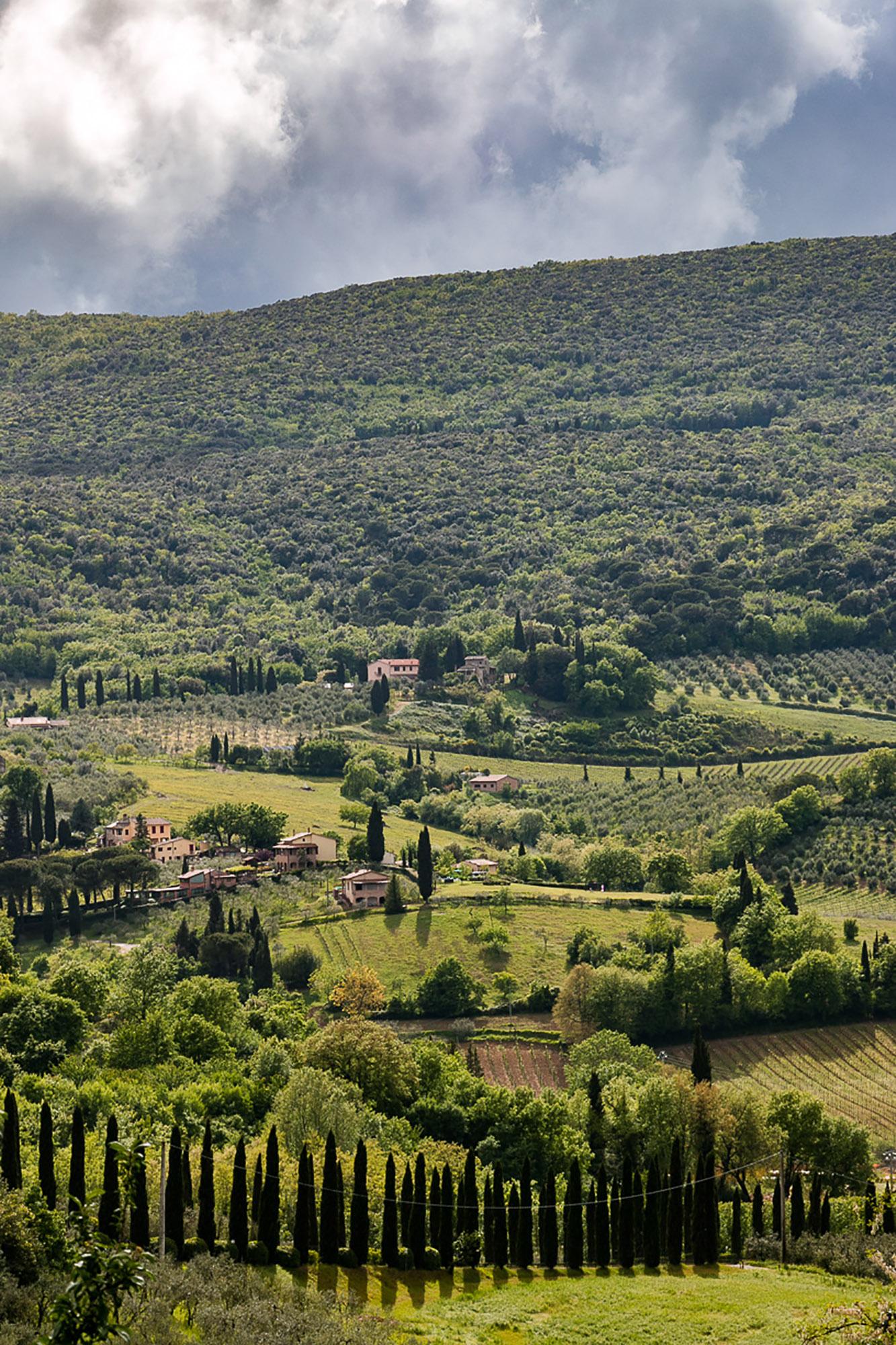 Wine yard, olive oil trees and cypress in San Gimignano countryside. This is simply Tuscany. - © Tina Fasulo / Share your Sangi