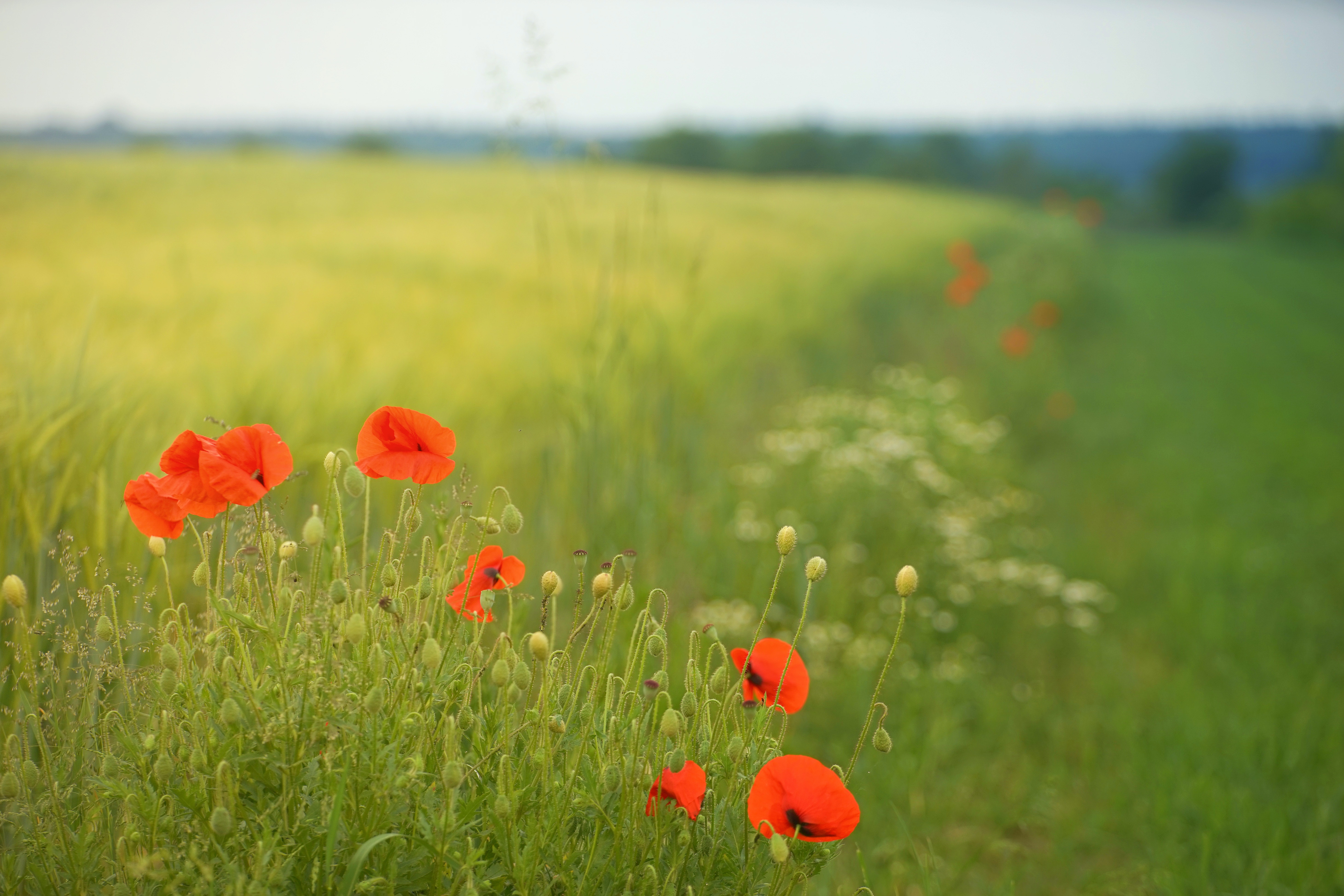 A stunning springtime bloom © Johannes Plenio / Pexels