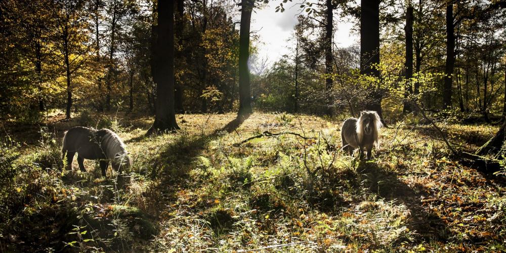 Gribskov Forest horses still roam—although they are no longer used for royal hunts. Today, they help maintain the environment. – © Sune Magyar / Parforcejagtlandskabet i Nordsjælland