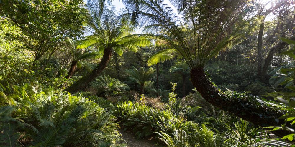 Along the paths of the Park of Pena, with collector’s zeal, King Ferdinand II planted forest species native from every continent. – © PSML / EMIGUS Along the paths of the Park of Pena, with collector’s zeal, King Ferdinand II planted forest species native from every continent. – © PSML / EMIGUS