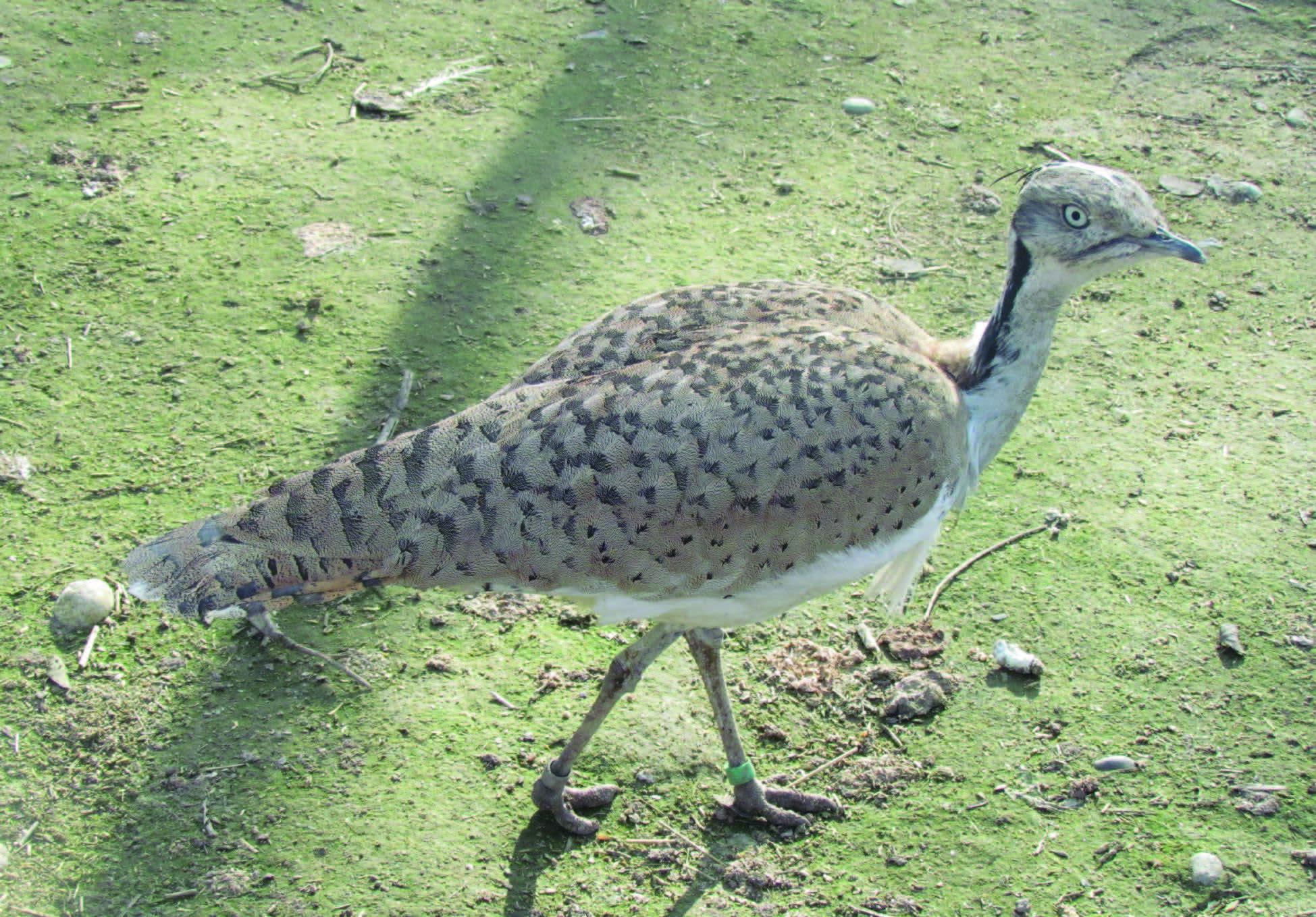 The houbara bustard – © R.Sh. Muratov