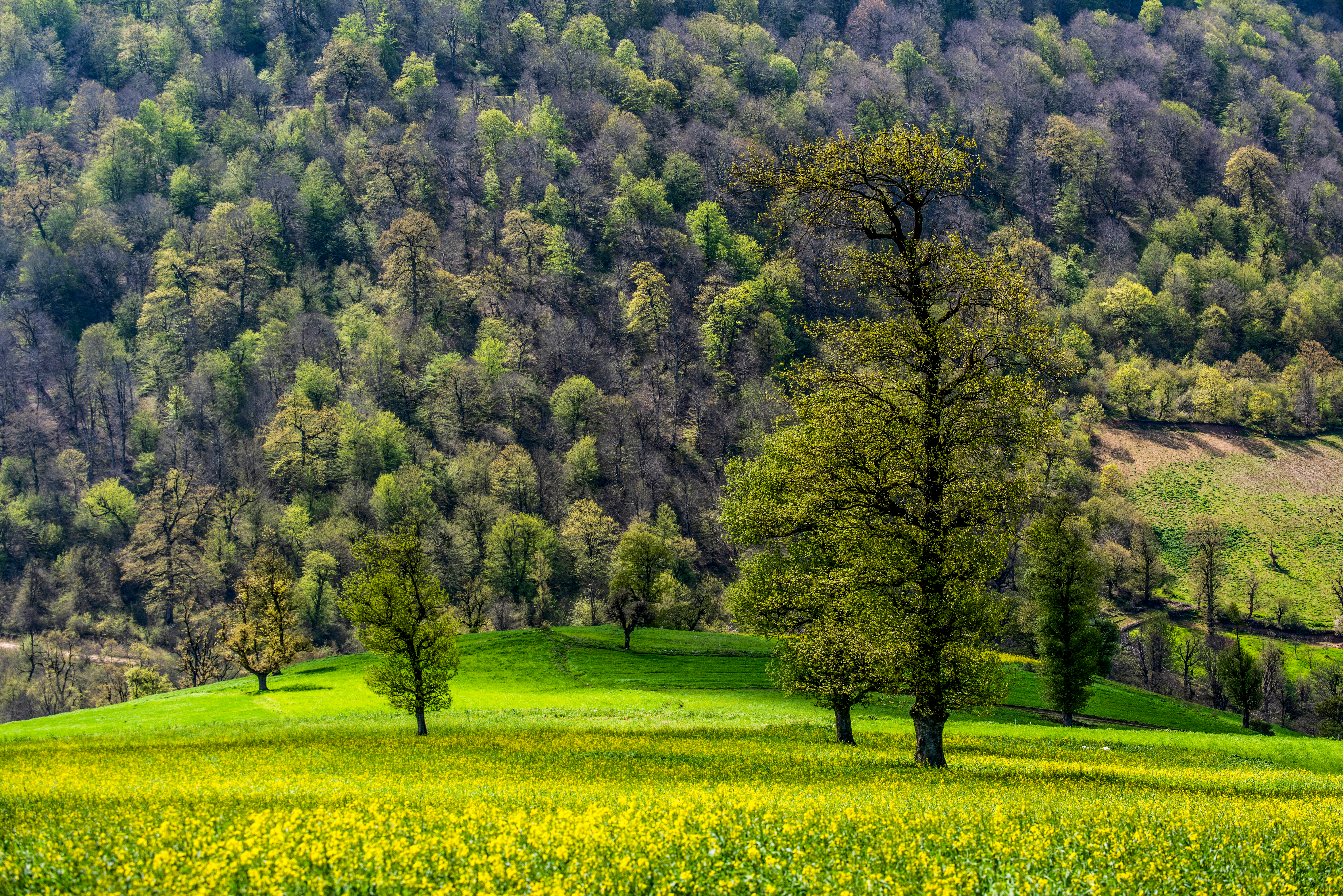 Many different shades of green © Keyvan Jafari / Shutterstock