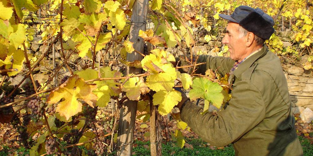 Grape harvest in Wachau still means manual work and keeps winemakers busy during fall. – © Michael Nader