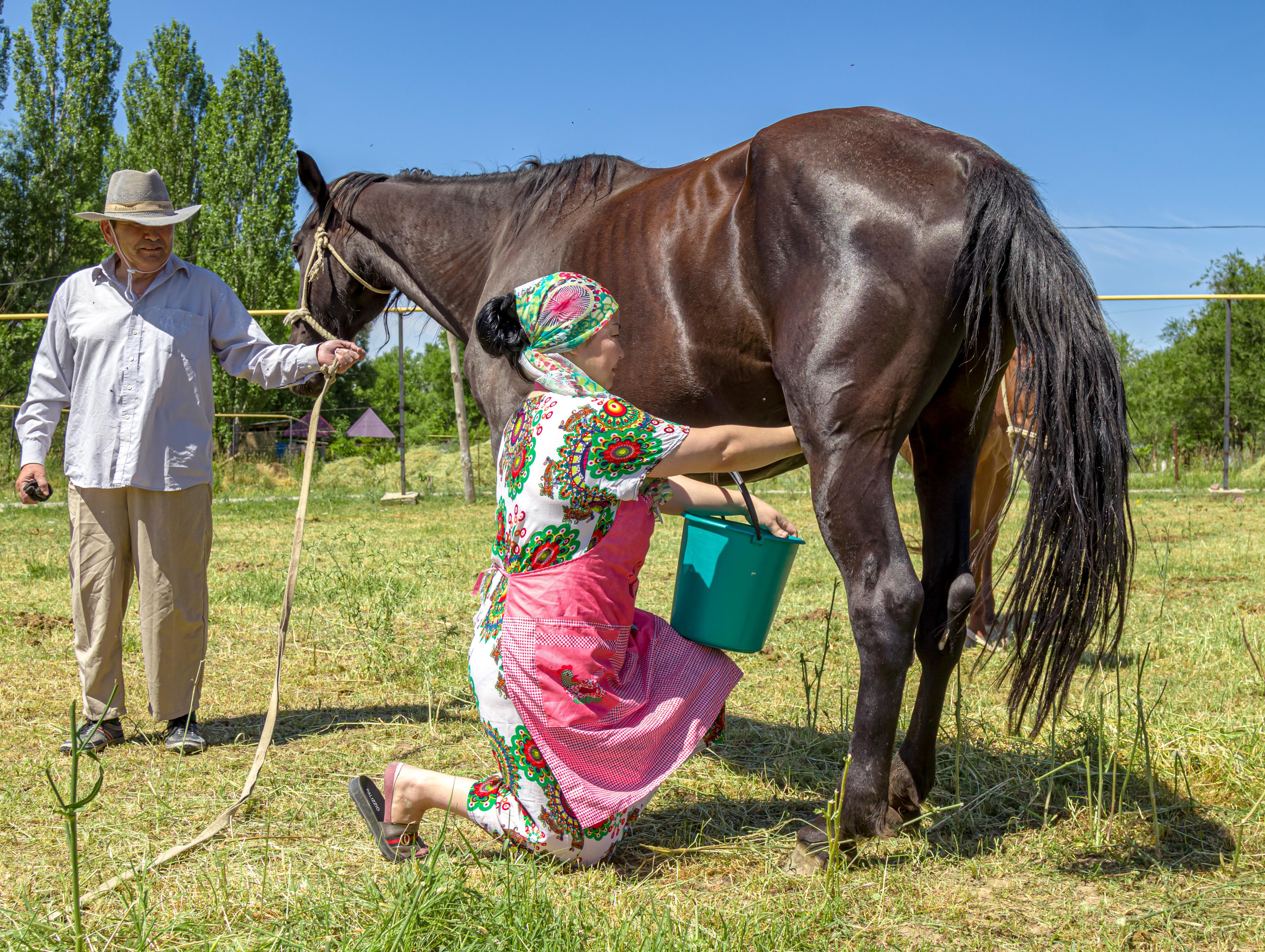 Kazakh woman milking a mare © Vladimir Konstantinov / Shutterstock
