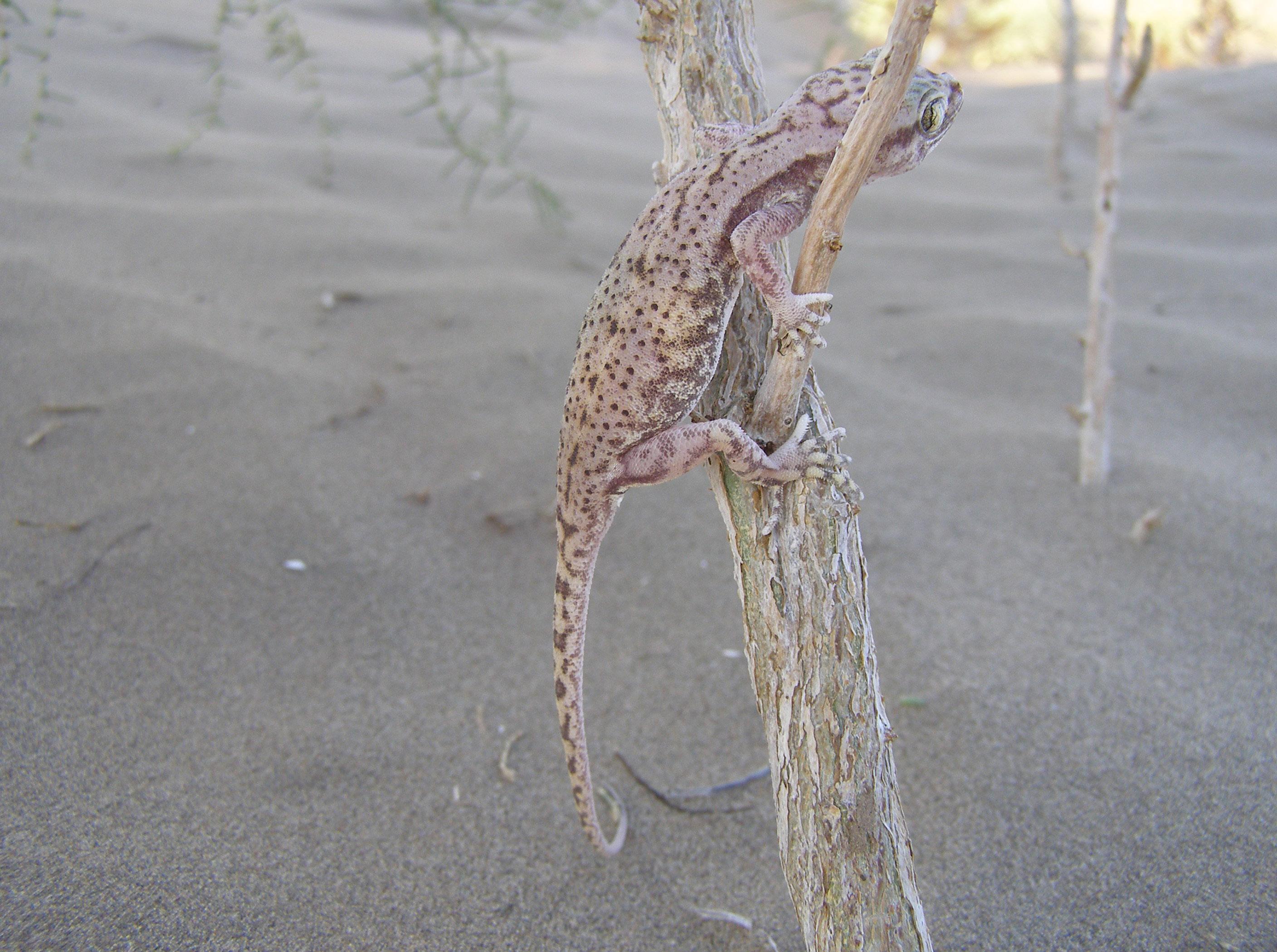 A gecko, one of many reptiles in the reserve – © A. Amanov