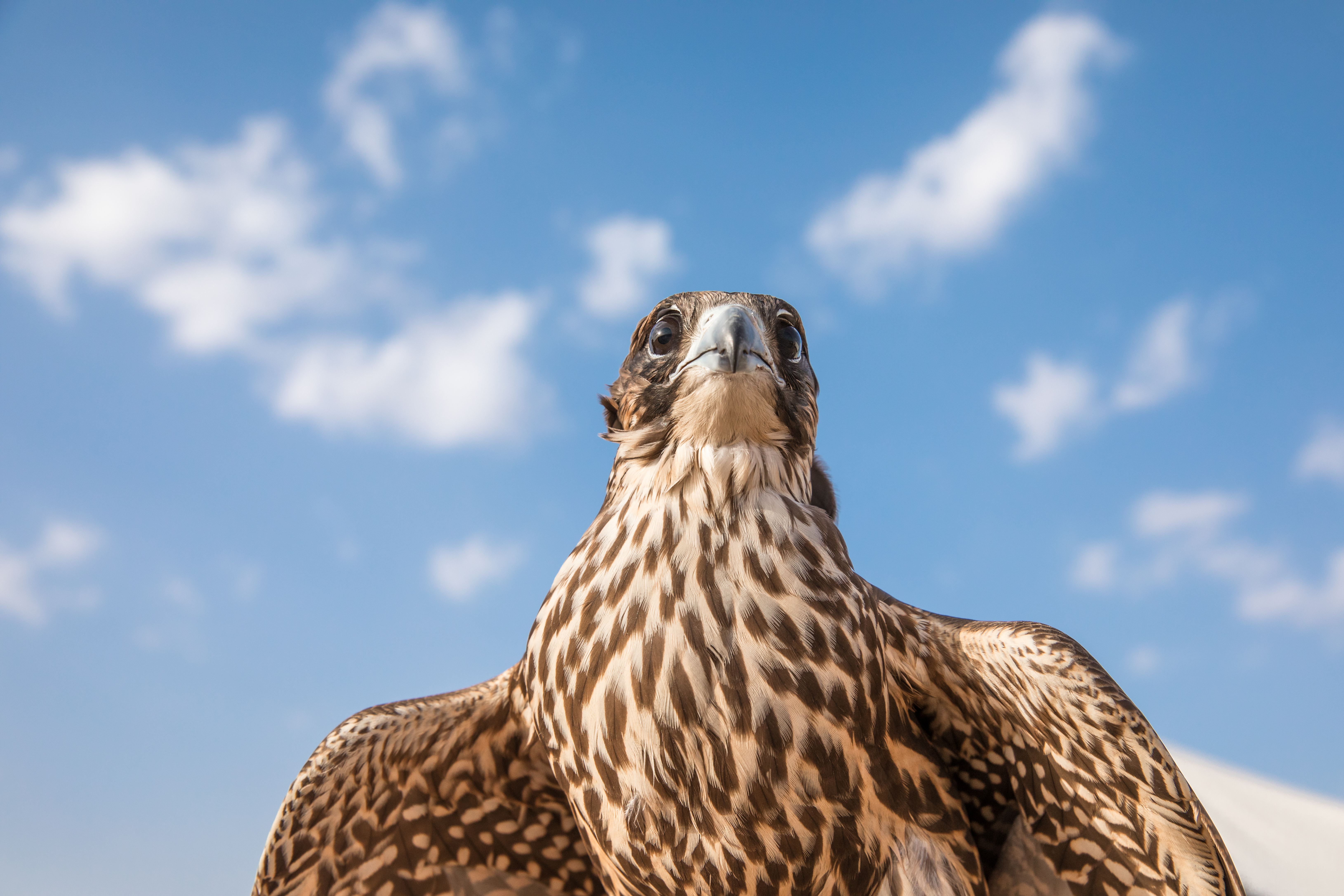 The Saker Falcon © Kertu / Shutterstock