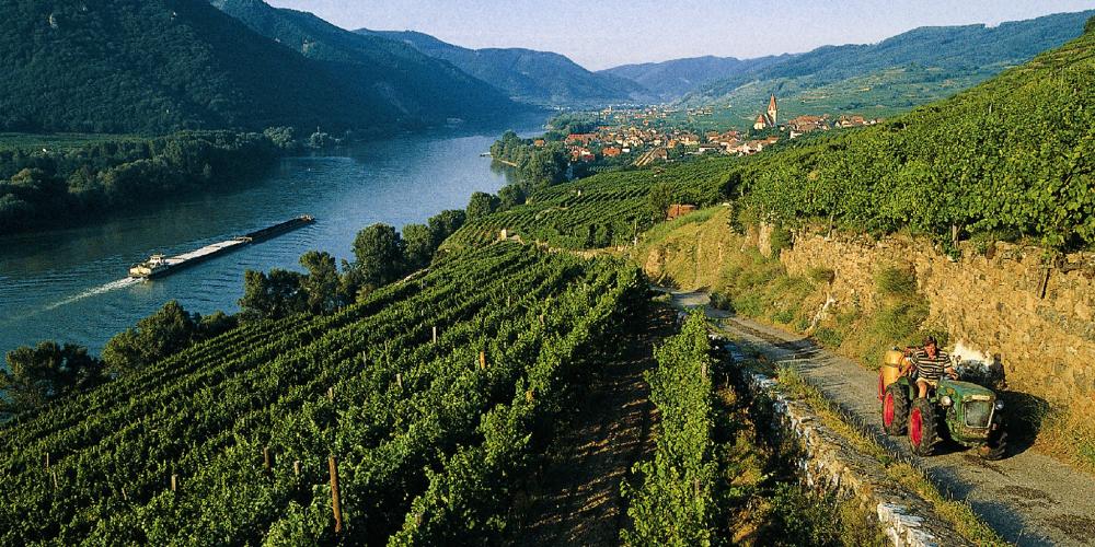 A perfect Wachau combination: well-preserved drystone wall terraces, enchanting villages—like Weißenkirchen—and the freely flowing Danube linking all the elements. – © Lois Lammerhuber / NÖ Werbung A perfect Wachau combination: well-preserved drystone wall terraces, enchanting villages—like Weißenkirchen—and the freely flowing Danube linking all the elements. – © Lois Lammerhuber / NÖ Werbung