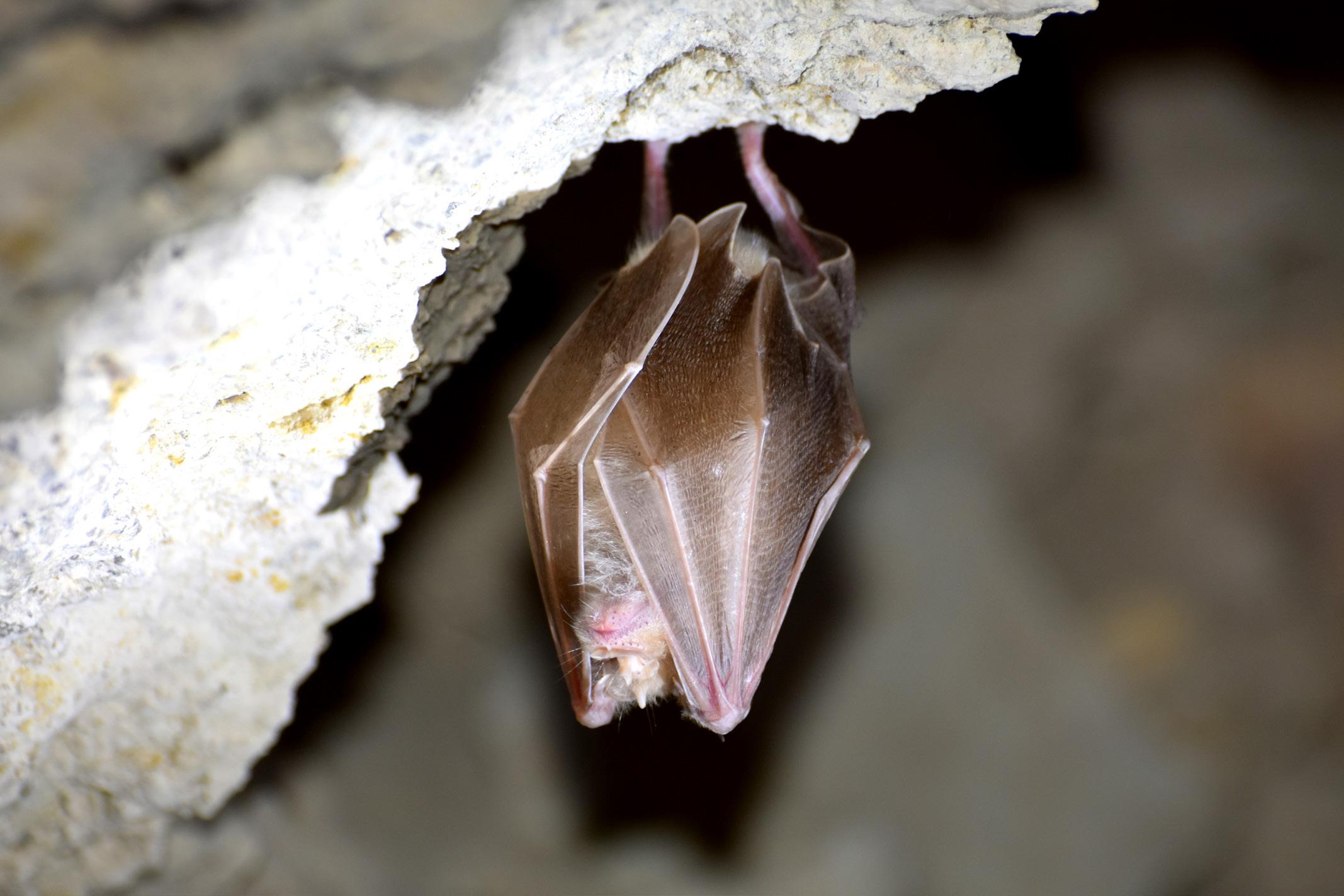 A bat inside a carstic cave – © M. Gritsina