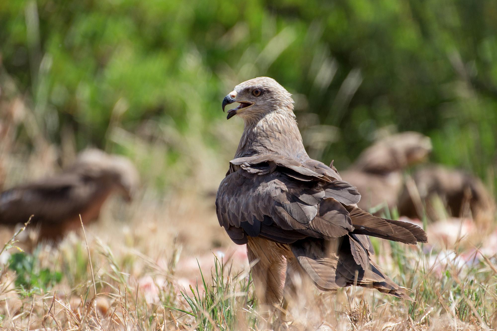 Observe remarkable fauna and flora in the Gorge du Gardon. – © SMGG