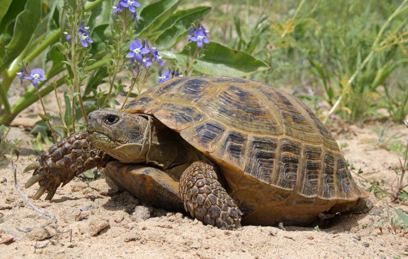 The Central Asian tortoise, which is endemic to the region – © M. Pestov