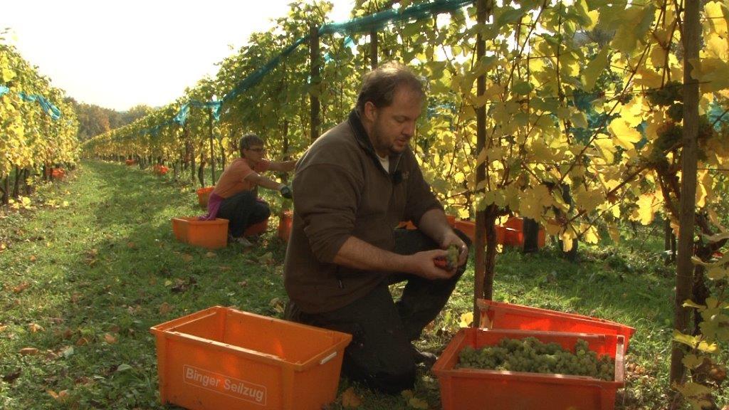 Les vignes de Bacharach et de Steeg, dont les racines s’enfoncent dans l’ardoise dévonienne, bénéficient d’une topographie et d’un microclimat idéaux, propices à la maturation des vins de Bastian. - © Weingut Friedrich Bastian / Bacharach