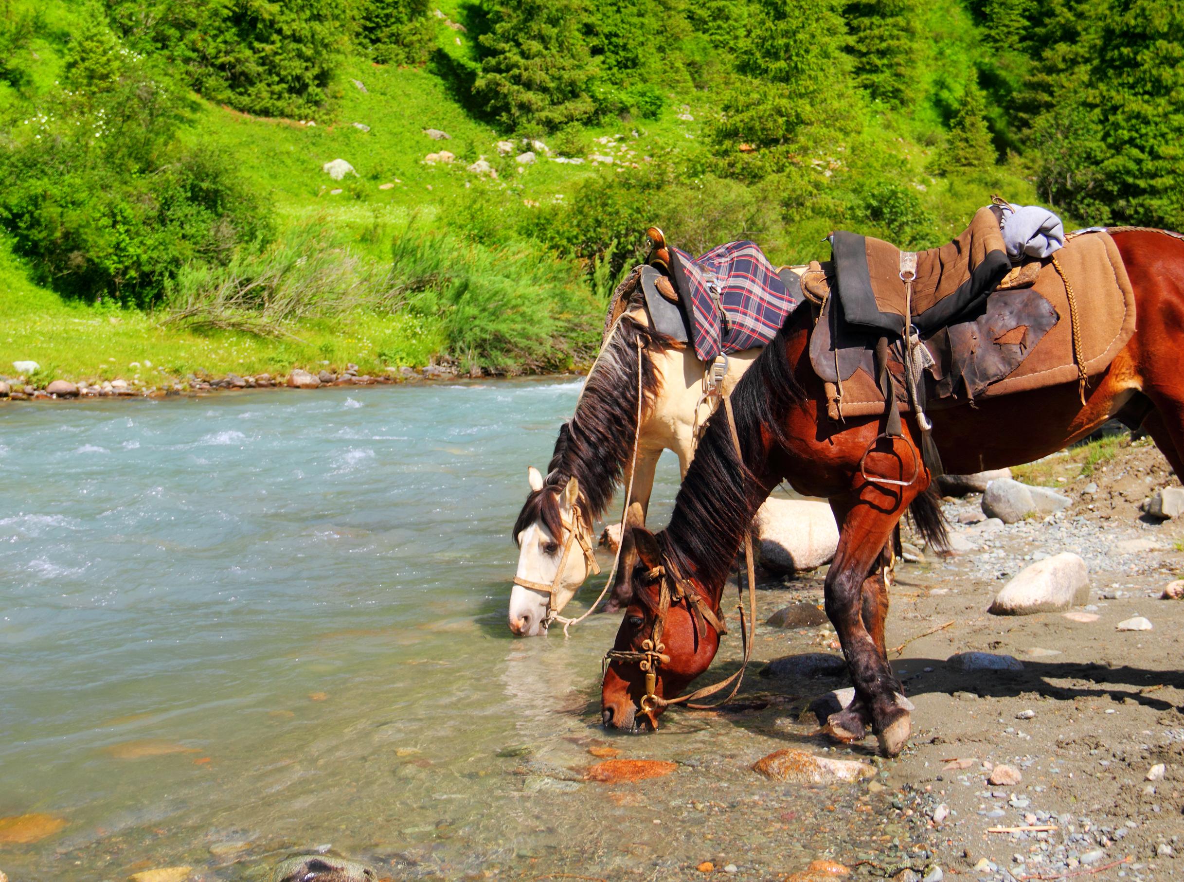 Horses resting near the river