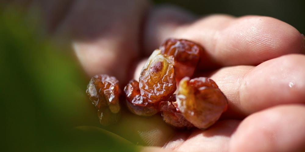 For the symbol of Tokaj is the Aszú (sweet white), its wine needs Botrity's Cinerea as a necessary criterion. This mold helps to transform the grape into the famous Tokaj sweet wine. – © Gyorgy Darabos