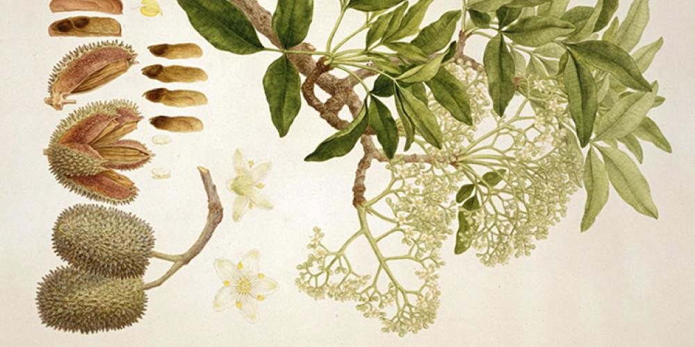 Plants were displayed including all the components, including flowers and fruits. Plants were displayed including all the components, including flowers and fruits.