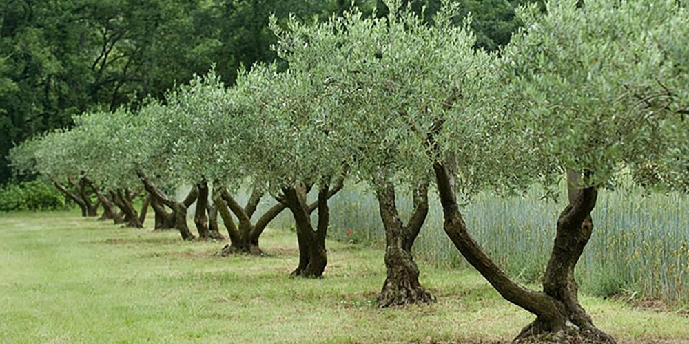 The olive groves are numerous near the Pont du Gard and provide a scented oil with bitterness and light spice that has an AOC. – © SMGG