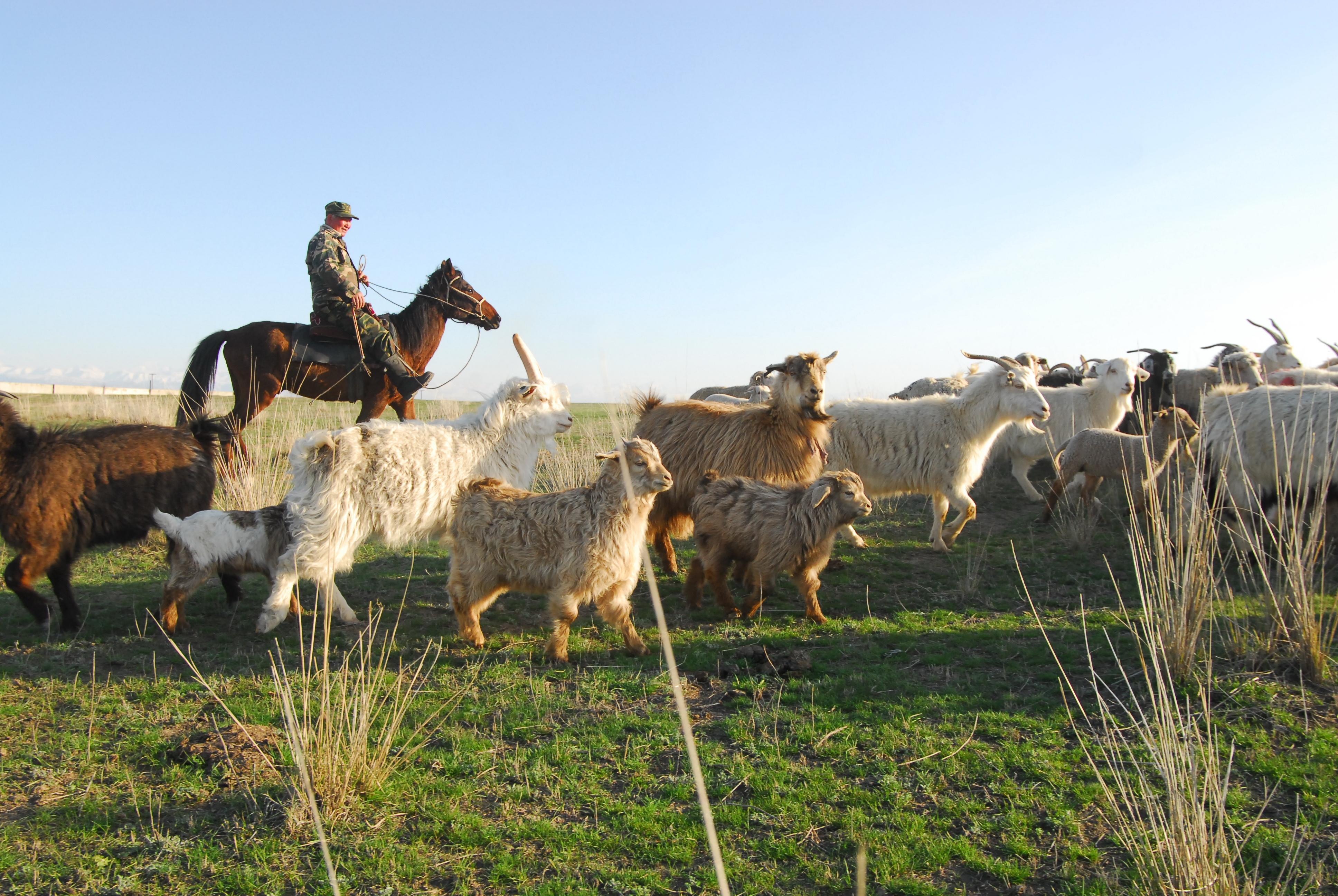 Herding livestock with local family