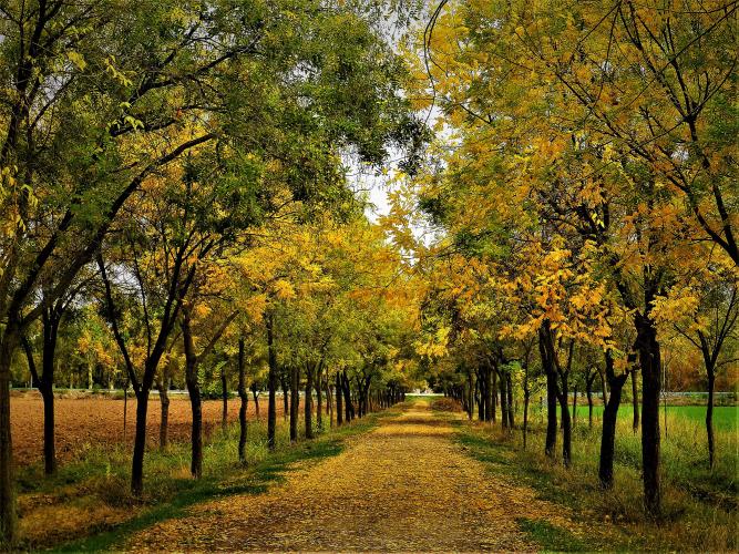 Tree-lined walk on the outskirts of Aranjuez – © Joaquín Álvarez