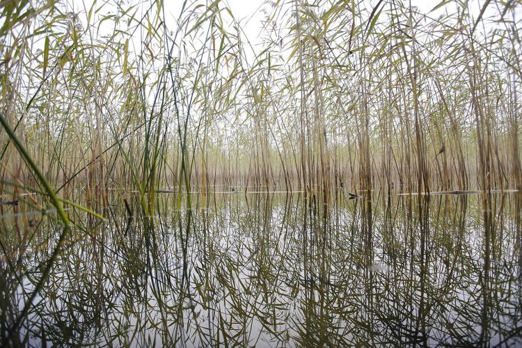 Water is never far away in the nature reserve of Lovö. These reeds form a specific ecosystem for many birds. – © Melker Dahlstrand