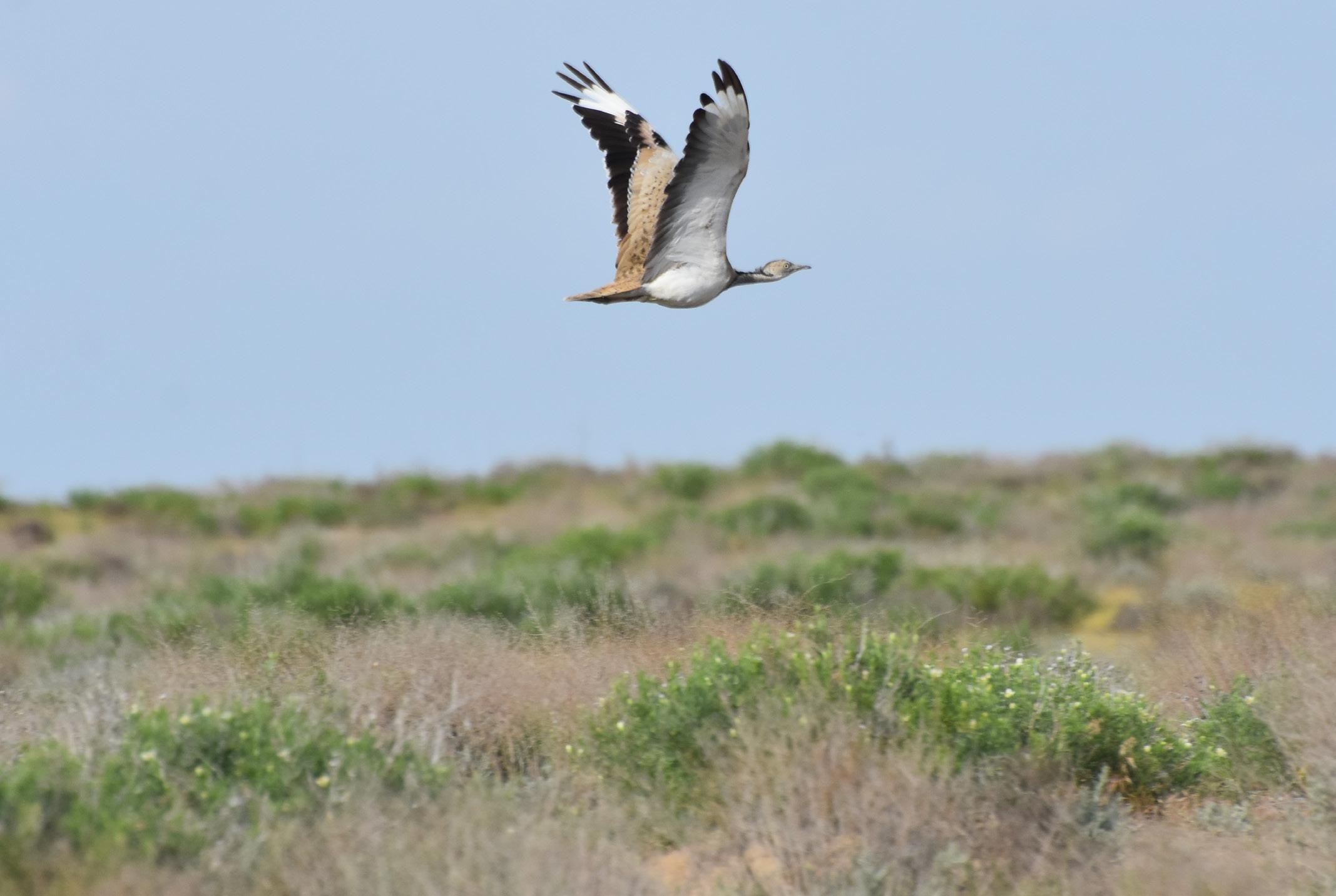 Asian houbara – © D. Nuridjanov