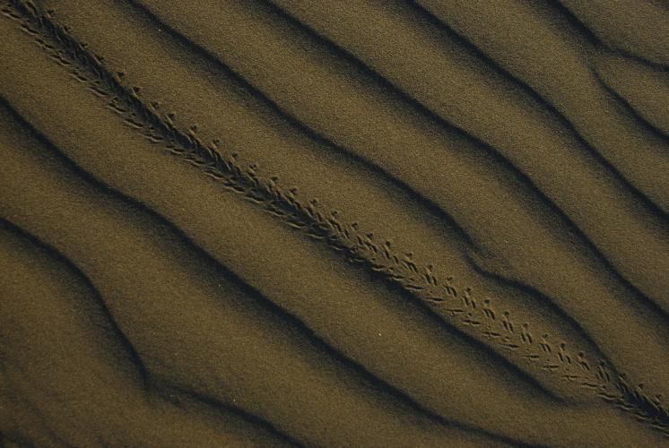 Macro relief sand dune – © S. Schmidt