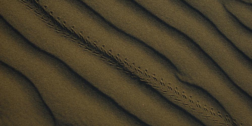 Macro relief sand dune – © S. Schmidt Macro relief sand dune – © S. Schmidt