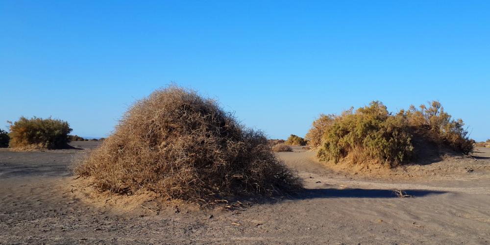 Typical sand dunes of Lut Desert, called Nabkha. – © Mehran Maghsoudi Typical sand dunes of Lut Desert, called Nabkha. – © Mehran Maghsoudi