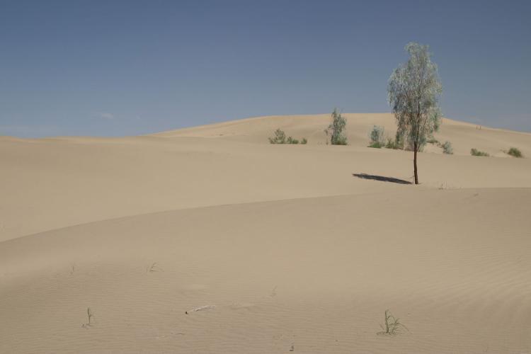 Sand acacia on the dunes at Repetek – © J. Wunderlich