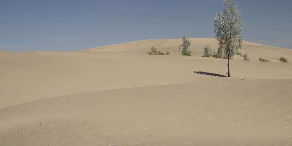 Sand acacia on the dunes at Repetek – © J. Wunderlich Sand acacia on the dunes at Repetek – © J. Wunderlich