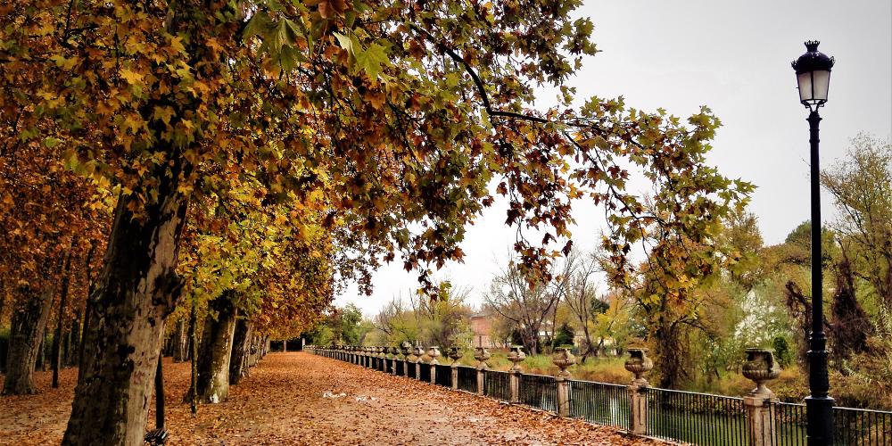 Tree-lined walkway along the Tagus River. – © Joaquín Álvarez Tree-lined walkway along the Tagus River. – © Joaquín Álvarez