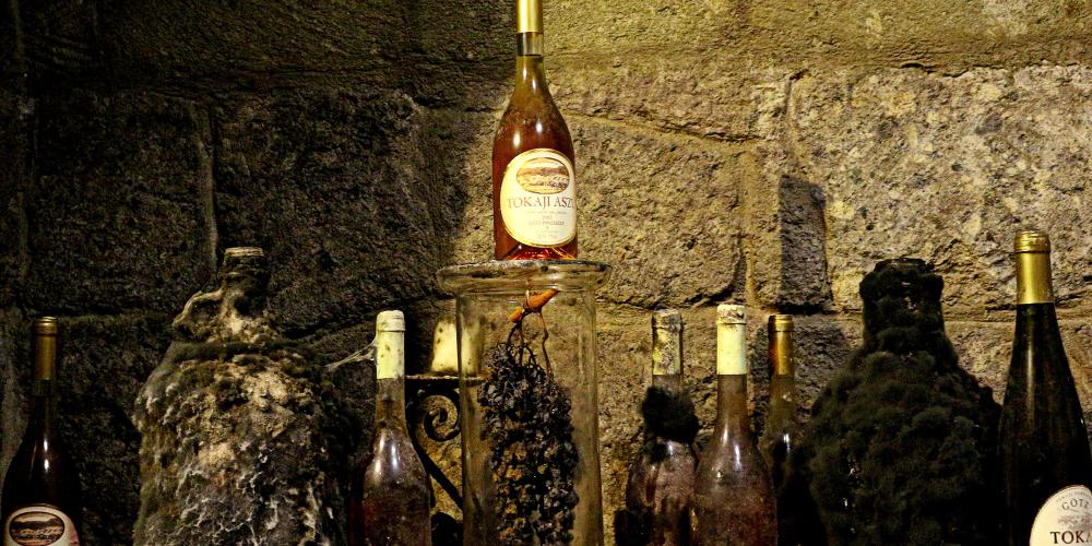 Aszú grape cluster with black mold which helps aging and the aszú wine in the bottle. Aszú wine has been consumed for centuries as a medicine. – © László Horváth Aszú grape cluster with black mold which helps aging and the aszú wine in the bottle. Aszú wine has been consumed for centuries as a medicine. – © László Horváth