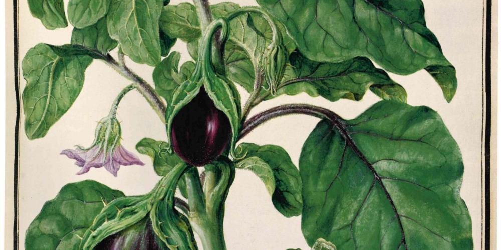 Aubergine (Solanum melongena). Watercolour by the Bauer brothers, 1778, Codex Liechtenstein. – – © Hans Walter Lack - The Bauers Aubergine (Solanum melongena). Watercolour by the Bauer brothers, 1778, Codex Liechtenstein. – – © Hans Walter Lack - The Bauers
