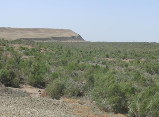 The west coast of Barsakelmes, with Saxaul rejuvenation at the dry Aral Sea. – © L. Dimeyeva