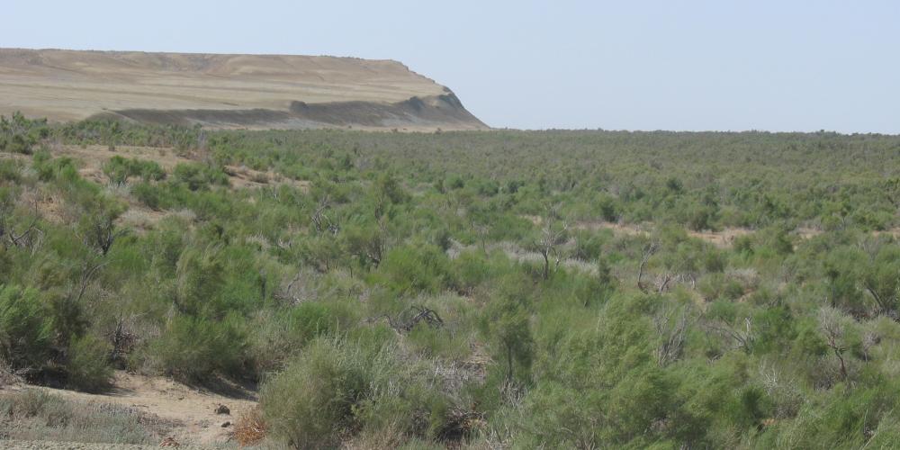 The west coast of Barsakelmes, with Saxaul rejuvenation at the dry Aral Sea. – © L. Dimeyeva The west coast of Barsakelmes, with Saxaul rejuvenation at the dry Aral Sea. – © L. Dimeyeva