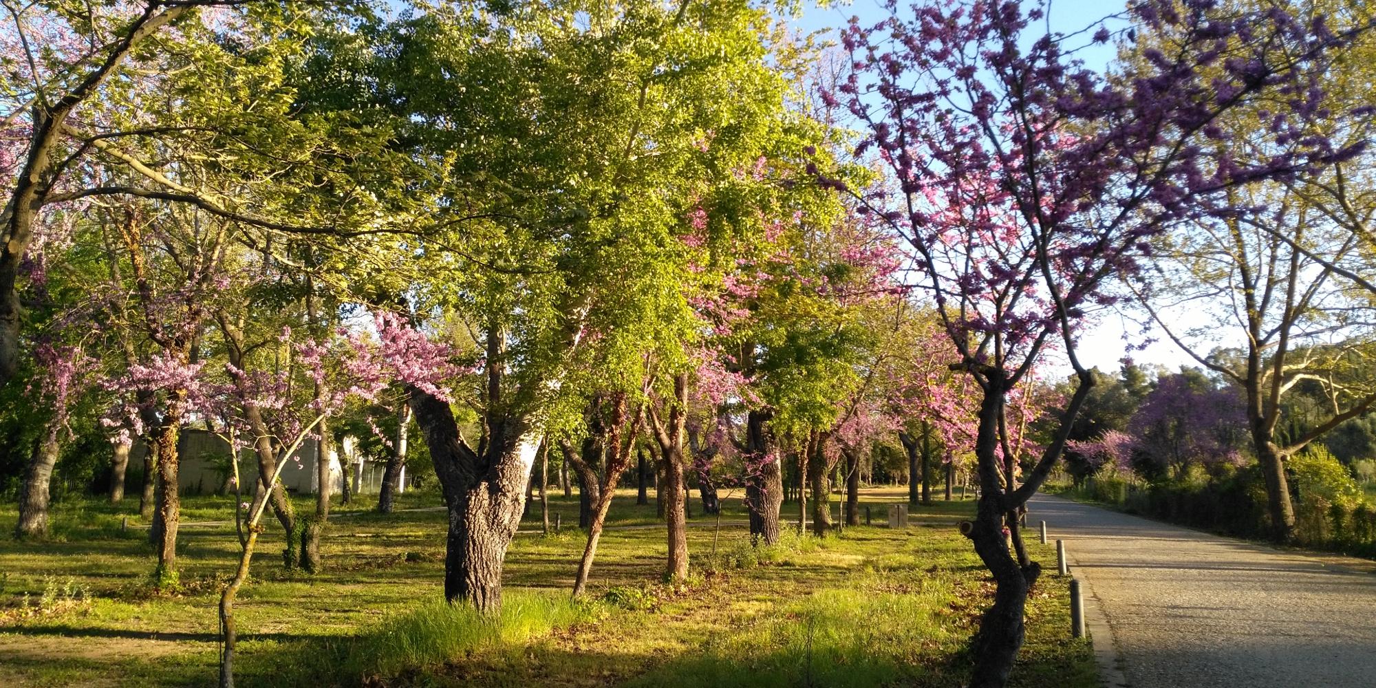 Dominée par des peupliers, des pins et des platanes, la plantation de la Trêve olympique a été récemment consacrée aux nobles idées de l'Antiquité. - © Konstantinos Antonopoulos